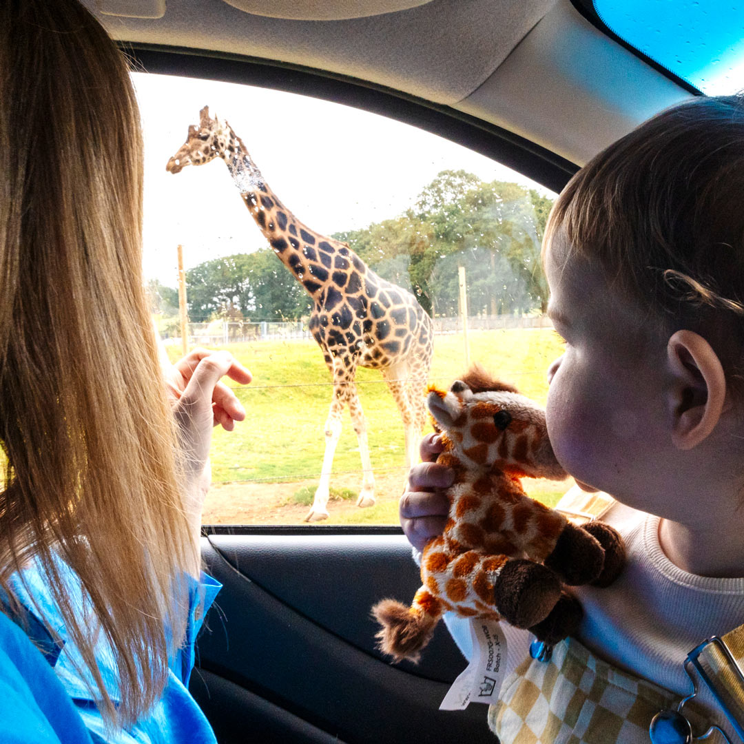 Dan-D-Iris-Giraffe-Pic-Rain-Car-Interior-WEB-SQUARE-1080x1080